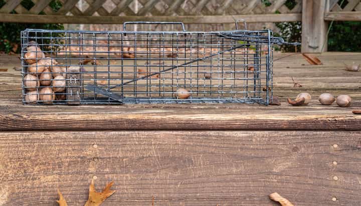 Professional Wildlife Control specialists in Towson ensuring safe removal and prevention