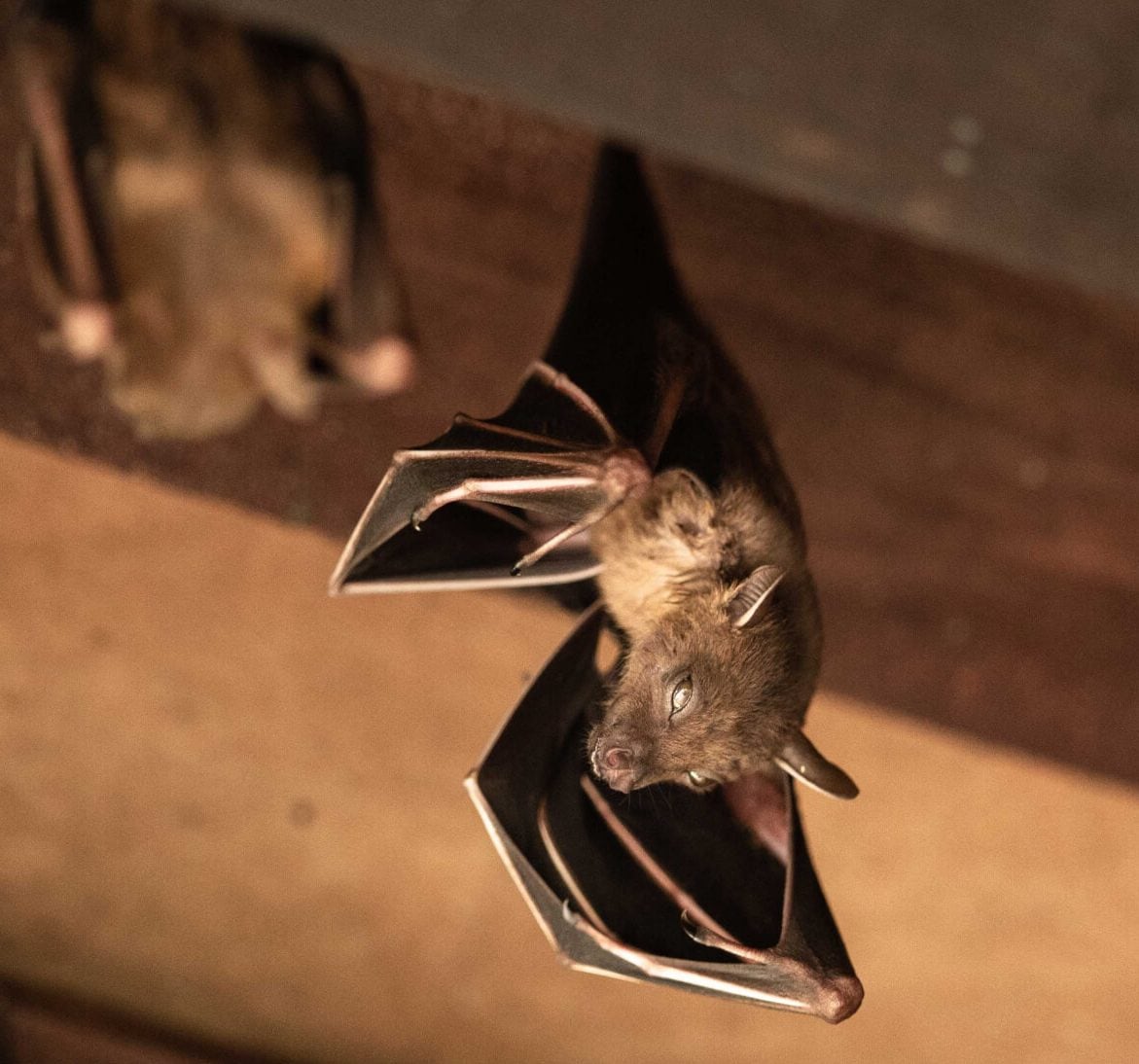 Expert bat removal services for a safe and humane solution in Towson